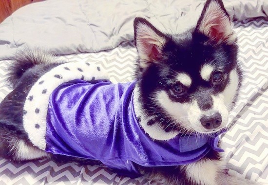 A black and white dog with a symmetrical face and white spots above each eye wearing a purple shirt laying down on a person's bed.