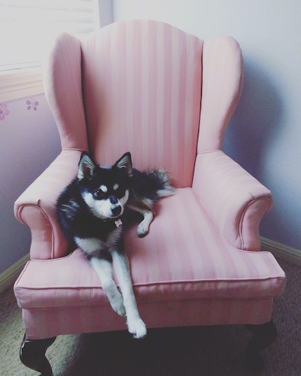 A small black and white dog with small perk ears a black nose and a symmetrical face with a black forehead and white spots above each eye with a white muzzle and a black line on top laying down on a pink arm chair inside of a house.
