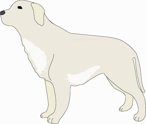 Side view of a drawing of a milky white dog with lighter patches of white on its chest and belly with ears that hang down to the sides, dark almond shaped eyes and a black nose. Its tail is hanging down low.