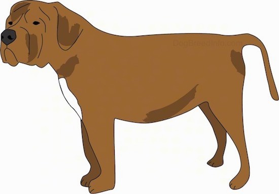 A drawing of a thick stocky mastiff looking dog with a long tail, a square snout, a big black nose, wrinkles on its head, thick ears that hang down to the sides and dark eyes with a little bit of white on its chest.