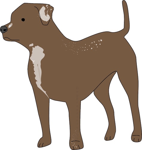 Front side view of a drawing of a brown thick muscled dog with a long tail, ears that hang down to the sides, a black nose, dark eyes with tan on his chest and spots of tan on his back.
