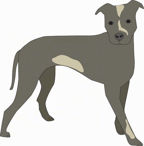 Side view of a drawing of a gray dog with tan patches, a long tail that is hanging down, dark eyes, a nose that matches its coat color and ears that stand down and out to the sides.