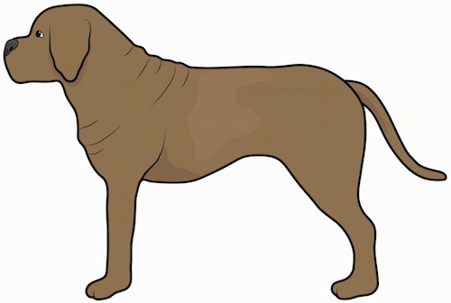 Side view drawing of a brown large breed dog with a lot of extra skin and wrinkles, a large head, a big black nose and a boxy muzzle with a long tail standing.