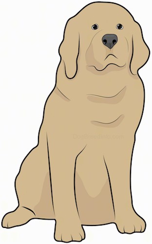 Front view drawing of a tan thick coated, large breed dog with big ears that hang down to the sides, a big blak nose, dark eyes and a big head sitting down.