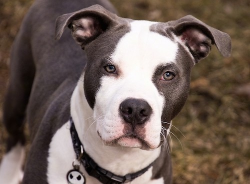 Close up head shot of a white and gray short coated bully type dog