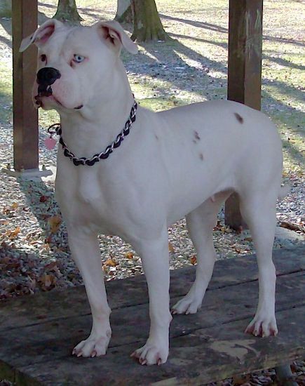 A large white dog with a few dark spots on his side, a black nose, a square muzzle, rose fold over ears, big dewlap lips that hang down past his mouth and one blue eye and one brown eye standing on a picnic table outside under a shaded pavilion.