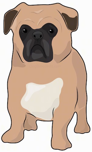 Front view of a drawing of a tan, white and black small muscular dog with a thick body, a large round head, big round eyes and small ears that hang down to the sides standing.
