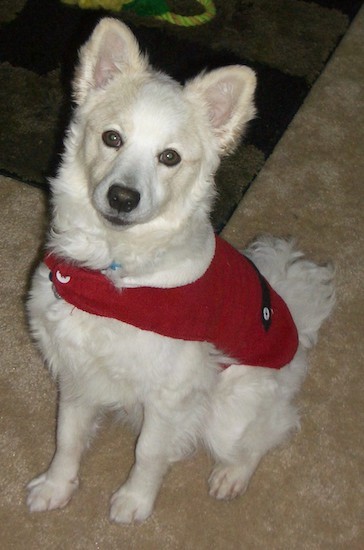 A medium-sized pure white dog with small perk ears, a thick coat, a black nose, brown almonds shaped eyes wearing a red vest coat sitting down on a tan carpet looking up.