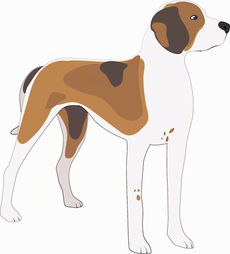 A drawing of a tri color brown, tan and white hound tall dog with a black nose and dark eyes standing and looking forward. The dogs legs are white with some brown ticking patterns and the tail is long and being held low.