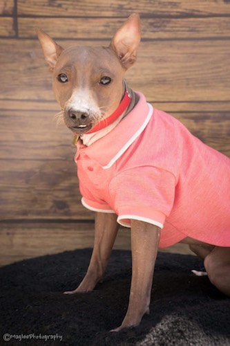 A tan dog with no hair, no whiskers, and large perk ears wearing a pink shirt and red collar sitting down.