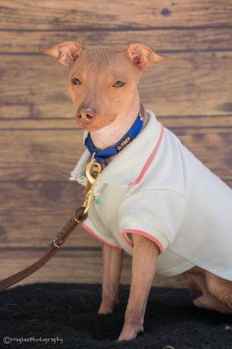 A tan hairless dog with slanted almond shaped eyes, wearing a gray and peach shirt wearing a blue collar sitting down.