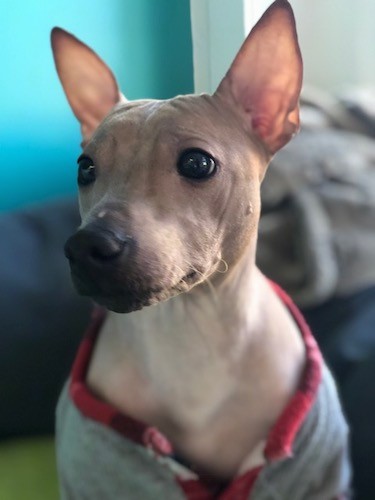 A tan dog with no fur and big ears that stand up to a point with round dark eyes wearing a gray and red shirt.