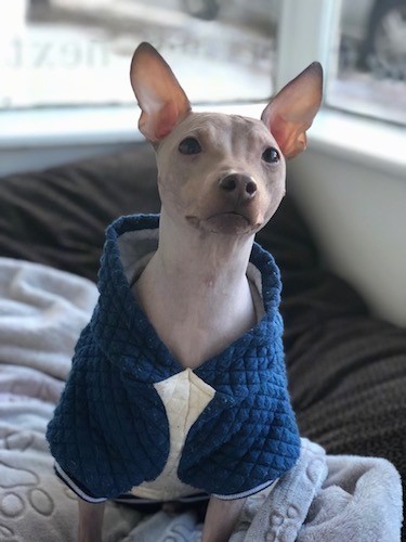 A tan dog with no hair on his body with large perk ears and dark almond shaped eyes wearing a blue coat while sitting on a person's bed.