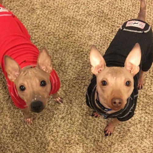 Two hairless dogs with large perk ears one wearing a red shirt and the other wearing a black shirt looking up with wide round eyes.
