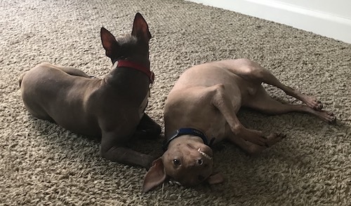Two dogs with no hair on their bodies, one tan and one gray skinned laying down on a tan carpet.