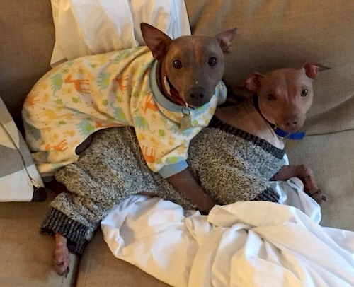 Two hairless dogs wearing shirts laying down on a tan couch on top of a white sheet.