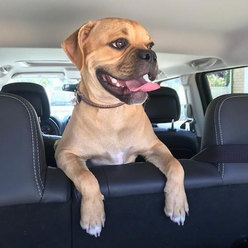 A tan dog with a black muzzle and a little white on his chest and tips of his paws with his front legs over the back seat inside of a car looking to the right with his tongue sticking out.