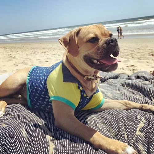 Front side view of a thick bodied, tan and black dog with extra skin on his head and neck wearing a yellow, blue and green shirt while laying on a blanket on a sandy beach.