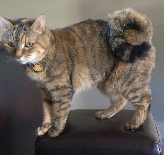 A tiger patterned cat with gray, black and tan coloring standing on a black stool. The cat has a thick soft coat and a long tail that curls in a ring tightly up and over its back. She is wearing a yellow tag shaped like a fish.