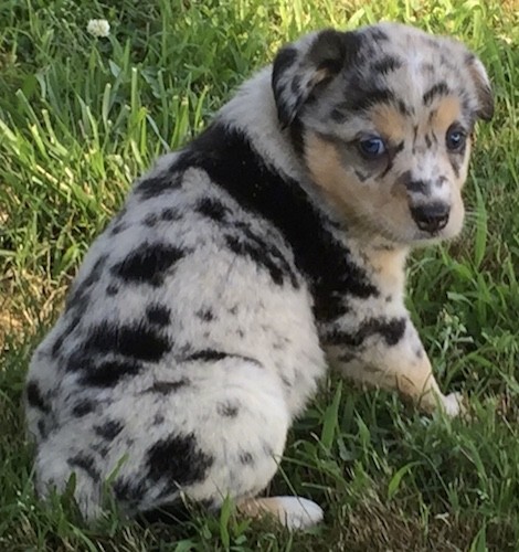 A little merle gray, black, tan and white puppy sitting down in grass outside