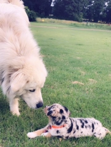 A large Great Pyrenees dog smelling a little merle puppy who is laying down in grass outside
