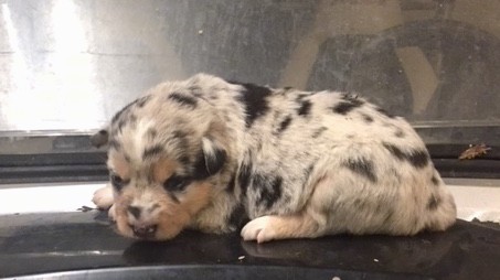 A very small merle colored puppy sleeping in front of a window