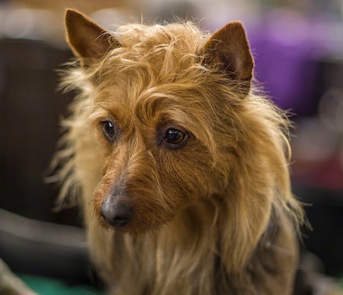 Front view head shot of a small, shaggy tan dog with perk ears and a scuffy coat, brown eyes and a dark nose looking to the left.