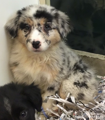 A soft thick-coated, fluffy, white puppy with black, tan and gray patches and spots with ears that hang down to the sides and a small black nose with pink on it sitting on newspaper shavings in front of a black puppy.