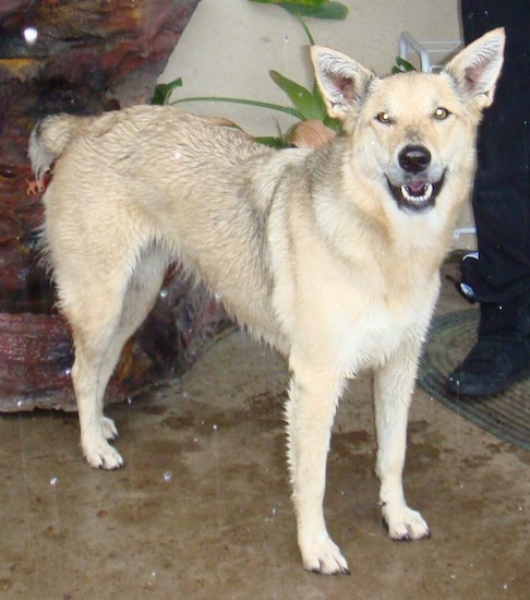 Side view of a wet, tan dog with large perk ears, a black nose, almond shaped eyes with a nub for a tail standing on concrete outside.