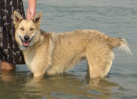 Side view of a thick coated, tan dog with brown eyes and large perk ears, a black nose, a very short stump of a tail smiling while standing in water with a lady in a black dress holding her collar.