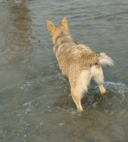 View from behind looking at a tan dog with a short tail standing in and looking into a body of brown water. The dog has a thick coat and large perk ears.