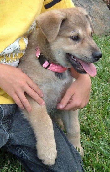 A person in a yellow shirt and blue jeans kneeling in grass while holding a soft large breed puppy with ears that fold down to the sides, almond shaped brown eyes, a black nose and black lips and her pink tongue showing.