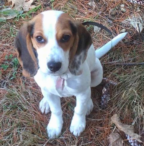 A small tricolor hound dog puppy with long soft drop ears that hang down to the sides sitting outside on pine needles.