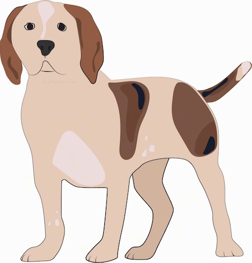 A drawing of a tan, brown, darker brown and black with white dog standing. The dog has a wide chest and ears that hang down to the sides like a hound dog. The tail is long and held low. It looks like a cross between a hound dog and a mastiff. The eyes and nose are black.