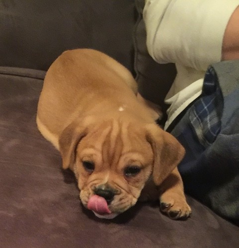 A little brown puppy with extra skin and wrinkles on his forehead, black almond shaped eyes, ears that hang down to the sides and a pink tongue.