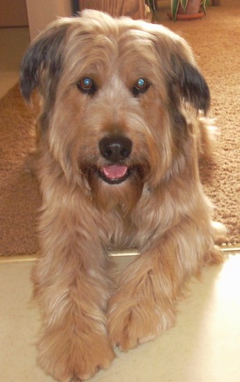 Front view of a long coated, soft looking shaggy dog with ears that hang down and out to the sides with longer hair on the sides of the muzzle and a beard on his chin with a big black nose and wide round brown eyes laying down on a floor  inside of a house with his pink tongue showing looking happy. The dog's body is tan and his ears are black.