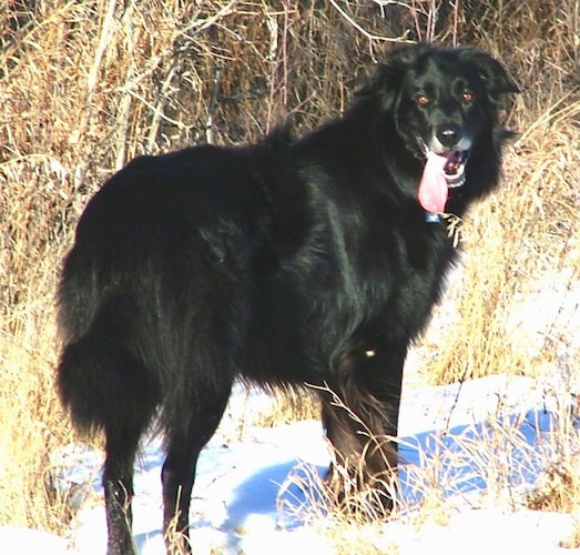 A large thick coated black dog with brown eyes, a black nose and graying around his muzzle standing outside in snow next to brown long grass looking back at the camera with his pink tongue hanging out to the sides. The dog has a long black tail and ears that hang down to the sides.