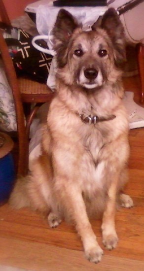 A fluffy shepherd looking dog with perk ears, wide brown eyes, a black nose, and a fluffy tail sitting down on a hardwood floor in front of a kitchen table and chair with a bunch of stuff on it.