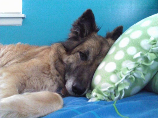 Side view of a tan with black thick coated shepherd dog with big perk ears laying down on a person's blue bed with their head on a green pillow with white polka dots on it.