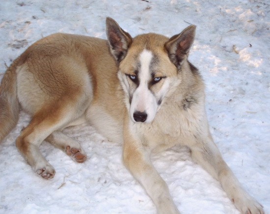 A thick coated tricolor tan, white and black dog with large perk ears, a long muzzle, a black nose and blue eyes laying down in snow looking up with its eyes.