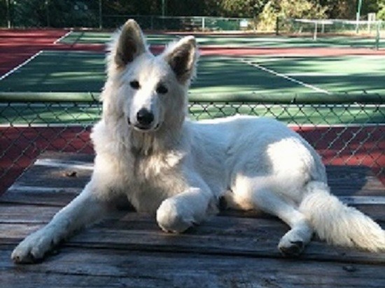 American White Shepherd Dog Breed Information And Pictures