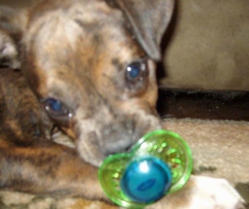 A small brown brindle with black puppy laying down on a tan carpet sucking on a green and blue pacifier. The dog's nose is black, his wide round eyes are brown and his front paws have white on the tips.