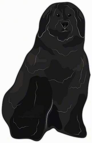 A drawing of a thick, long coated black dog with long ears that hang down to the sides sitting down