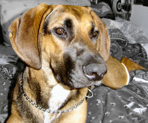 Front view of a brown, black and white hound dog with long soft ears that hang down to the sides, brown almond shaped eyes, a large long muzzle and a large black nose wearing a chain collar laying down on black and gray blankets on a person's bed.