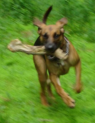 A large breed black and tan short haired dog running in grass with a large log in her mouth. Her ears are flying back and her tail is long and up.