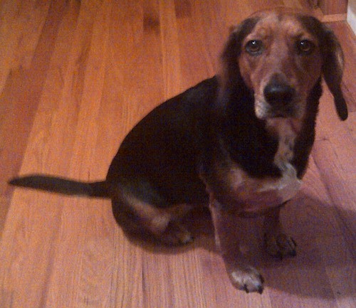 A large tricolor hound dog with long soft ears and a long tail, wide round brown eyes, a long muzzle and a black nose sitting on a hardwood floor.