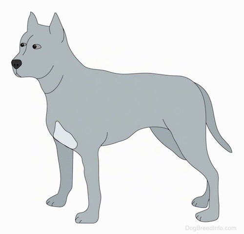 A side view drawing of a gray dog with a lighter patch of gray on its chest, small cropped perk ears, small almond shaped eyes, a black nose and a muscular head.