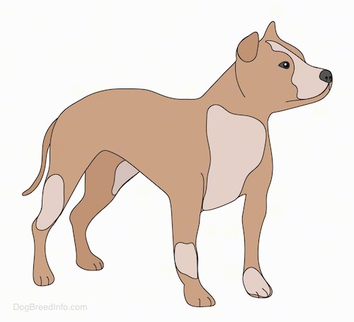 Front side view of a drawing of a brown and tan dog with small ears that fold over in a v-shape in the front, a black nose, a long tail that is being held down low with a wide chest and a muscular body.