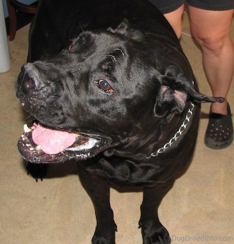 Front view of a large black dog with brown eyes and ears that are flying backwards with its mouth open and pink tongue and white teeth showing with a pocket of dog drool in its mouth looking to the left.