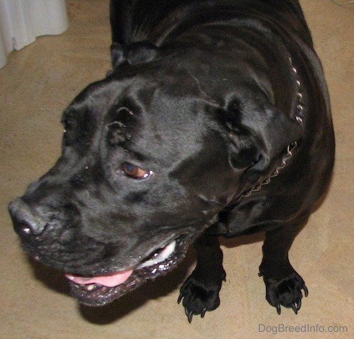 Front view of a large black dog with brown eyes with its mouth open and pink tongue with a pocket of dog slobber in its large lip flaps looking to the left. The dogs toe nails are long.